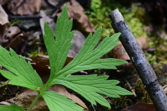 Hydrophyllum fendleri