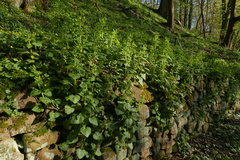 Scrophularia vernalis