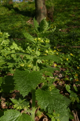 Scrophularia vernalis