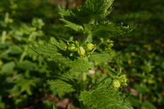Scrophularia vernalis
