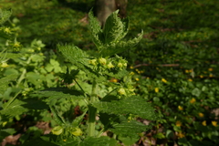 Scrophularia vernalis