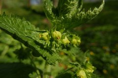 Scrophularia vernalis