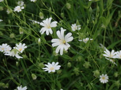 Rabelera holostea