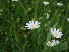 Rabelera holostea