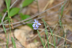 Sisyrinchium albidum