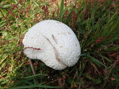 Lycoperdon