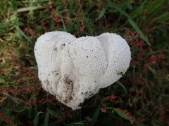 Lycoperdon