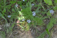 Sisyrinchium albidum