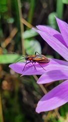 Capsodes vittiventris