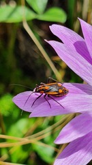 Capsodes vittiventris