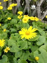 Doronicum columnae