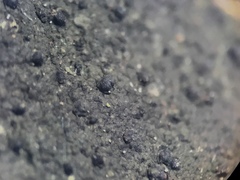 Pseudosagedia guentheri