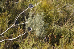 Grubbia tomentosa