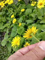 Doronicum columnae