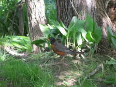 Turdus migratorius