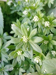 Galium