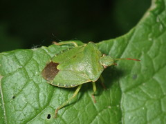 Palomena prasina