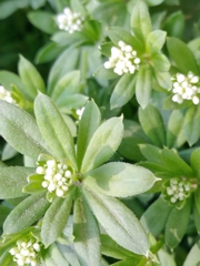 Galium