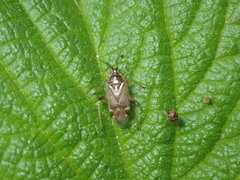 Harpocera thoracica