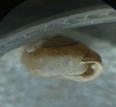 Inflectarius inflectus