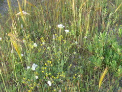Tordylium officinale