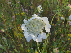 Tordylium officinale