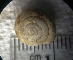 Inflectarius inflectus