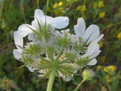 Tordylium officinale