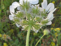 Tordylium officinale