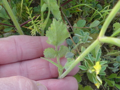 Tordylium officinale