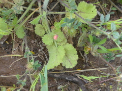Tordylium officinale