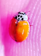 Adalia decempunctata