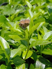 Cacyreus marshalli