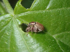 Polydrusus marginatus