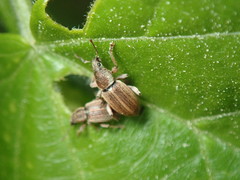 Polydrusus marginatus