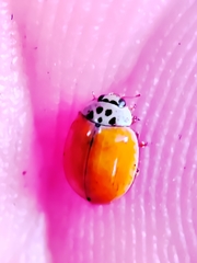 Adalia decempunctata