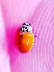 Adalia decempunctata