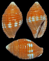 Pseudonebularia chrysalis