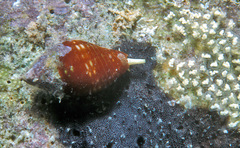 Pseudonebularia chrysalis