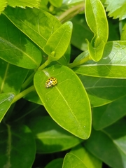 Psyllobora vigintiduopunctata