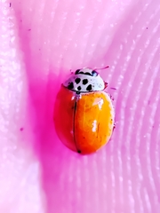 Adalia decempunctata