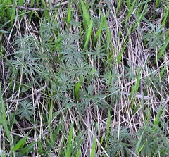 Geranium linearilobum