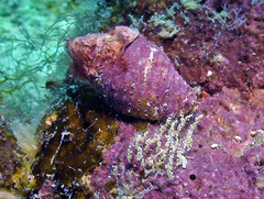 Pseudonebularia chrysalis