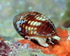 Pseudonebularia chrysalis