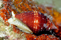 Pseudonebularia chrysalis
