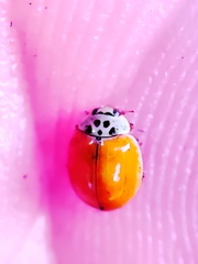 Adalia decempunctata