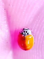 Adalia decempunctata