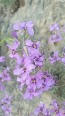 Matthiola fruticulosa