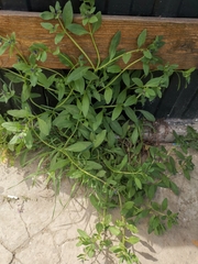 Asperugo procumbens