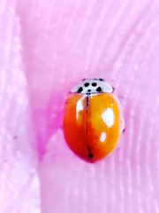 Adalia decempunctata